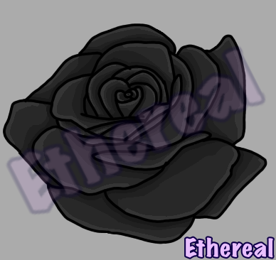 black rose